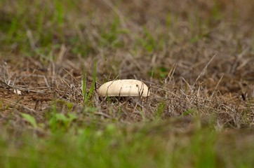 Isolated mushroom beginning to emerge in the meadow