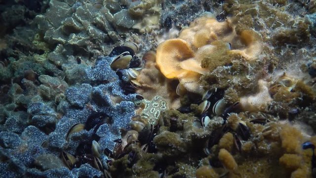 BRYOZOA and COLONY OF Ascidia BOTRIILLUS among mussels on stones