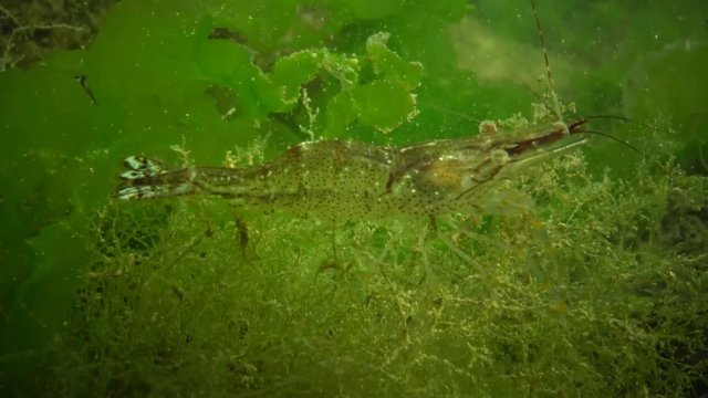 Eyes of Baltic prawn (Palaemon adspersus)