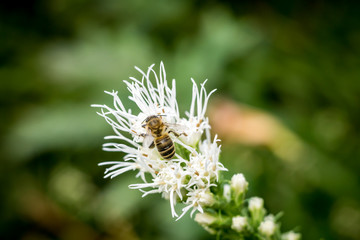 Bee on flower in summer garden - 169862313
