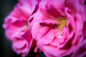 Pink garden flowers closeup - 169862332