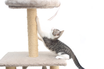 Tabby kitten on the scratching post