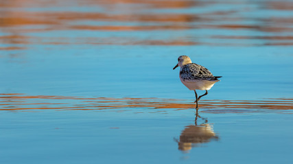 Sanderling