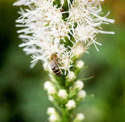 Bee on flower in summer garden - 169862356