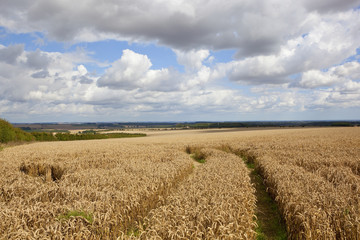 scenic landscape with tyre tracks