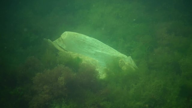 Plastic Debris On The Bottom Of The Black Sea. Rotting Algae, Sea Mushrooms, Anoxic Zone, Asphyxiation