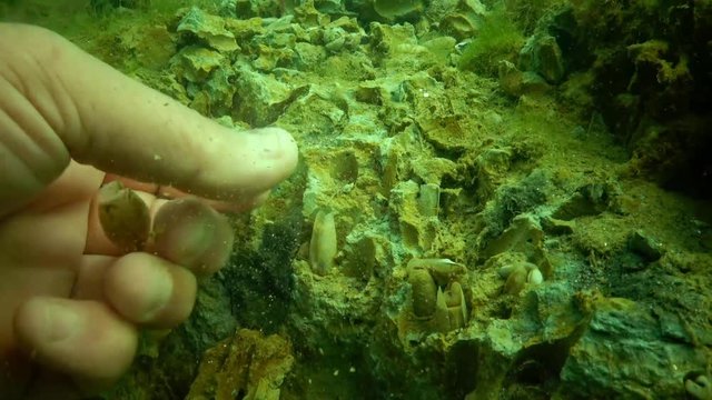 Pholas dactylus or common piddock is a bioluminescent clam-like species of marine mollusc found on the coasts of the North Atlantic and the Mediterranean Sea. It bores into gneiss