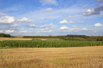 Obraz premium maize crop at harvest time