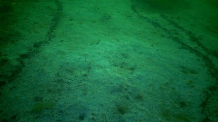 Plastic debris on the bottom of the Black Sea. Rotting algae, sea mushrooms, anoxic zone, asphyxiation