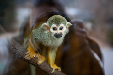 Squirrel monkey looking trough the window in ZOO