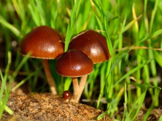 Small mushrooms of color born amidst the grasses