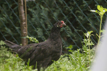 Fototapeta premium Freilaufendes Huhn