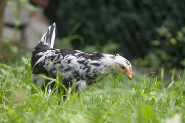 Freilaufendes Huhn