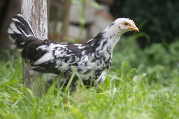 Freilaufendes Huhn