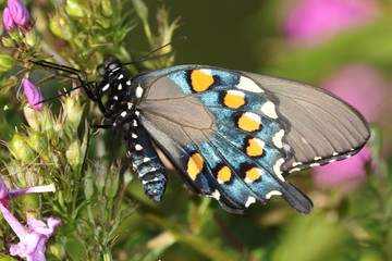 Pipevine Swallowtail (Battus philenor) Butterfly