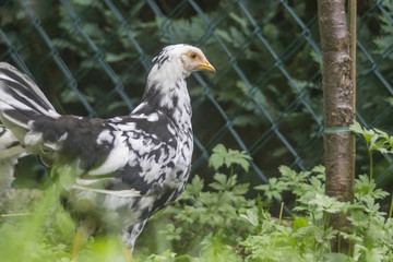 Freilaufendes Huhn