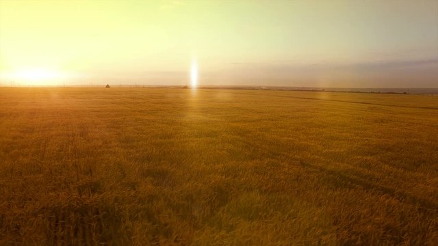 AERIAL long warm evening sunset panorama over wheat rye oats millet agriculture harvest field.