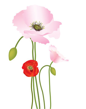 Beautiful pink and red poppies