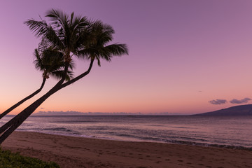 Palm Trees Silhouetted Against a Maui Sunset
