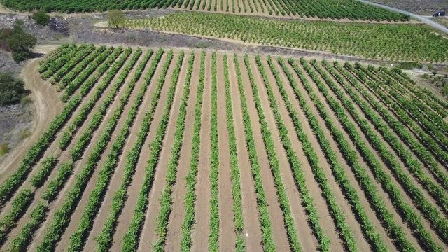 Vi&ntilde;edos de Elciego