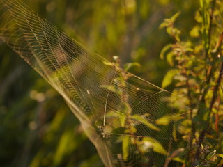 pajęczyna .sieć utkana przez pająka