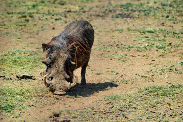 Warthog in the savanna