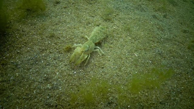Sea cliff (Upogebia pusilla) - a species of crustaceans of the superfamily kalianasov. The species is listed in the Red Data Book of Ukraine.