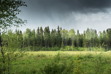 wild nature with storm clouds. Field and forest