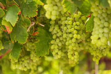 Vineyards at sunset in autumn harvest
