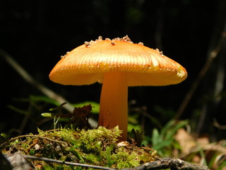 Mushroom in the Forest