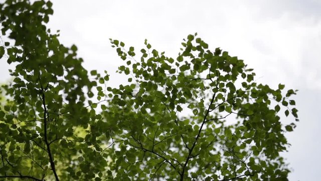 Looking up at tree branches under cloudy sky