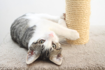 Tabby kitten on the scratching post