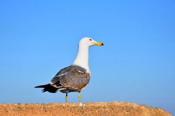 Fototapeta premium gaviota