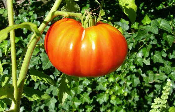 Ripe red tomato on a vine