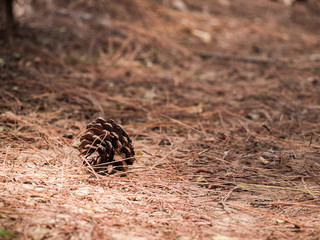pine cone fallen on the dry forest