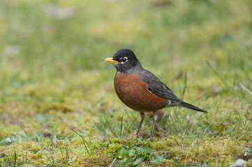 American Robin (Turdus migratorius) ( looking for food in grass) Gabriola, British Columbia, Canada Photo: Peter Llewellyn