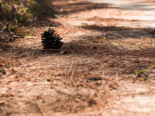 pine cone fallen on the dry forest