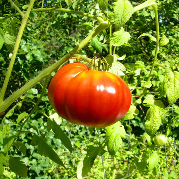 Ripe red tomato on a vine
