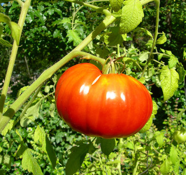 Ripe red tomato on a vine
