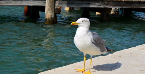 Gabbiano - Venezia