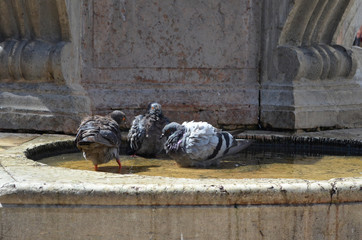 Venezia - Piccioni