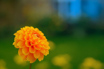 orange Herbstblume, die Dahlie