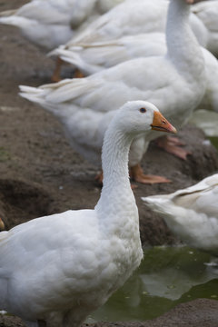 white geese - Anser anser domesticus in the garden