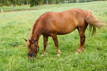 Fototapeta premium One horse eating grass in the pastures