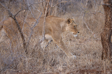 Lioness