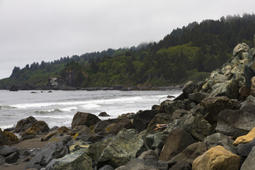 Coastline of rocks and pine trees in the morning fog