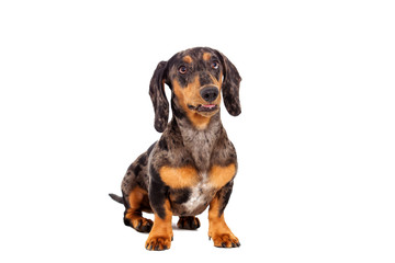 Dachshund dog looking in the side on a white background