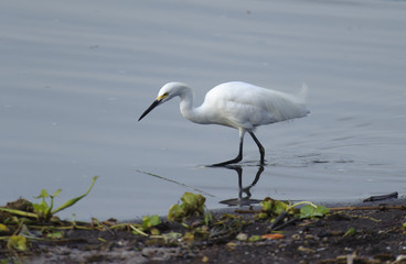 Snowy Egret (Egretta thula) hunting along lakeshore Lake Chapala, Ajijic, Jalisco, Mexico. Photo: Peter Llewellyn