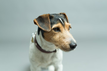jack russell