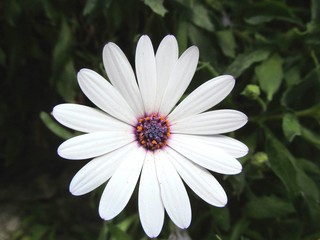 Obraz premium White...